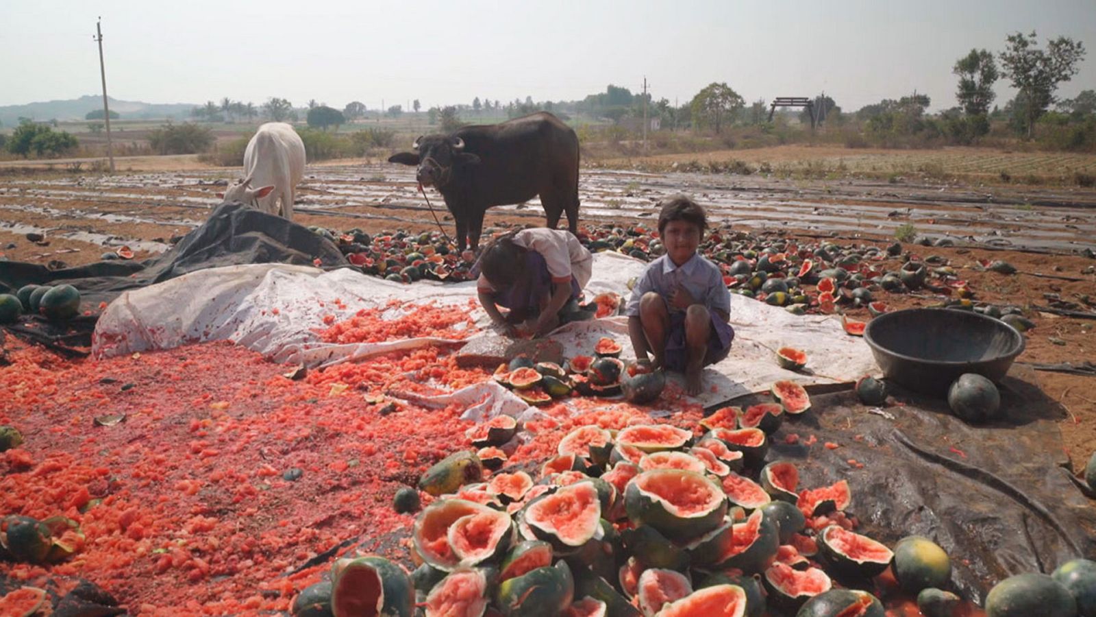 Documentos TV - Las semillas del beneficio - ver ahora