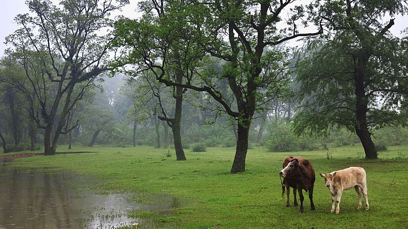 Precipitaciones persistentes en el oeste del sistema Central - ver ahora 