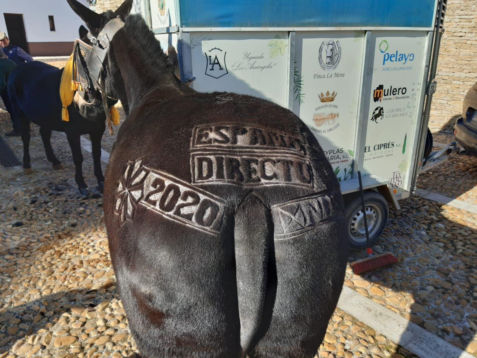 España Directo - Esquilado artístico de las mulas de Tomelloso