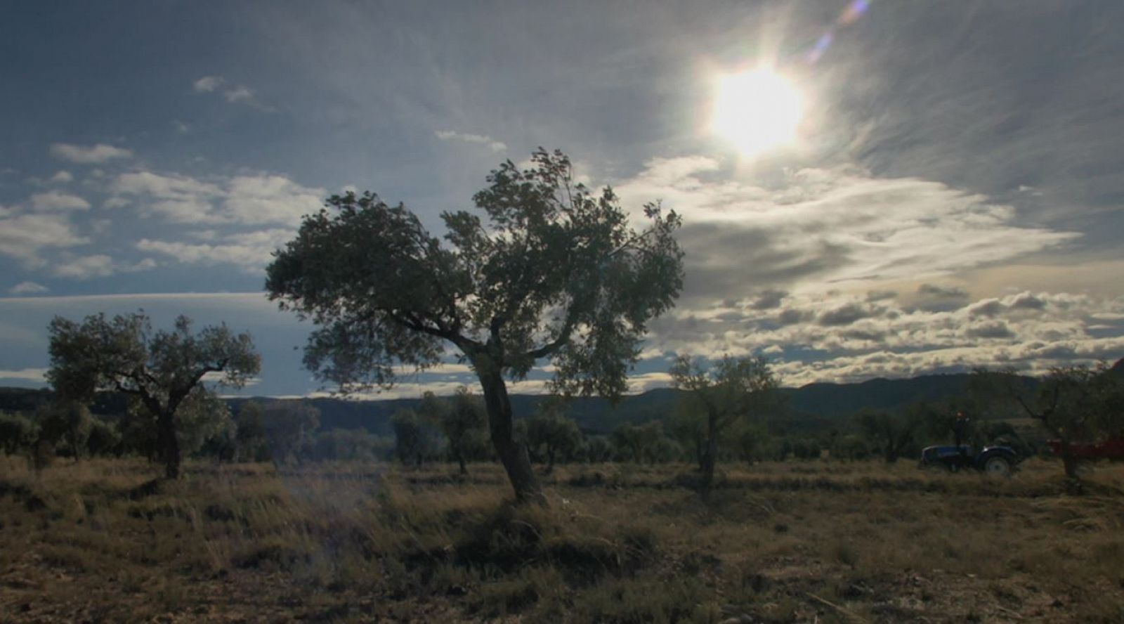 Aquí la Tierra: Apadrina un olivo  | RTVE Play