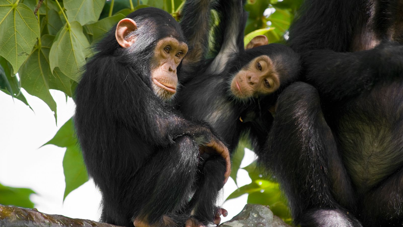 Otros documentales - Dinastías: Chimpancés - RTVE.es