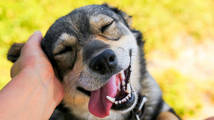 La mañana - ¡Comienzan las fiestas de San Antón!