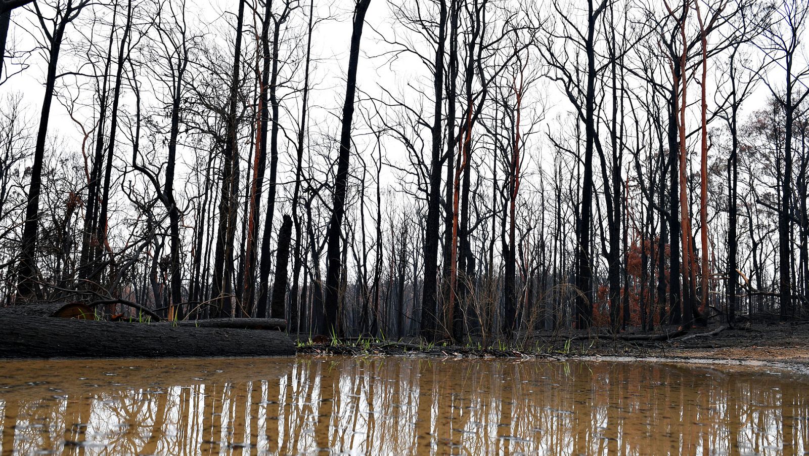 La lluvia alivia los fuegos en Australia, aunque ahora preocupan las inundaciones