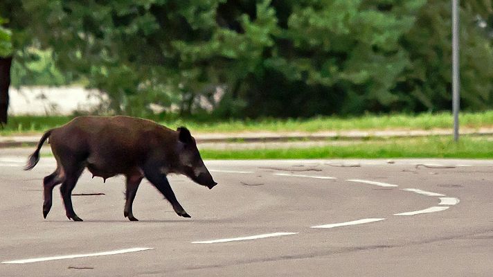 Jabalíes en mitad de un atasco madrileño