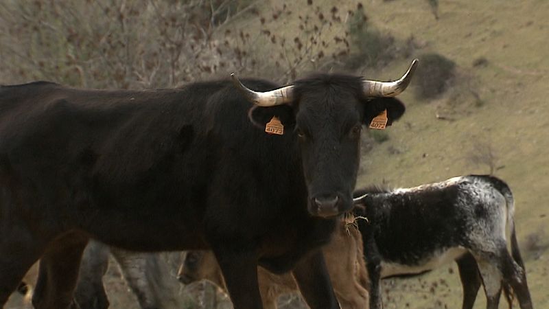 Tendido cero - 18/01/20 - ver ahora