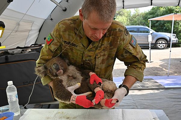 Los incendios dejan contra las cuerdas a los koalas