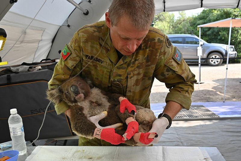 En Australia, los incendios han devastado miles de hectáreas de reservas naturales, que eran el hábitat de especies protegidas, como el koala. Un equipo de TVE ha podido acceder a esas zonas arrasadas por el fuego. 