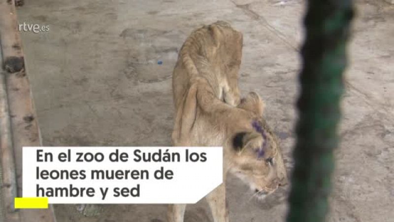 Los leones mueren de hambre y sed en el zoo de Sudán