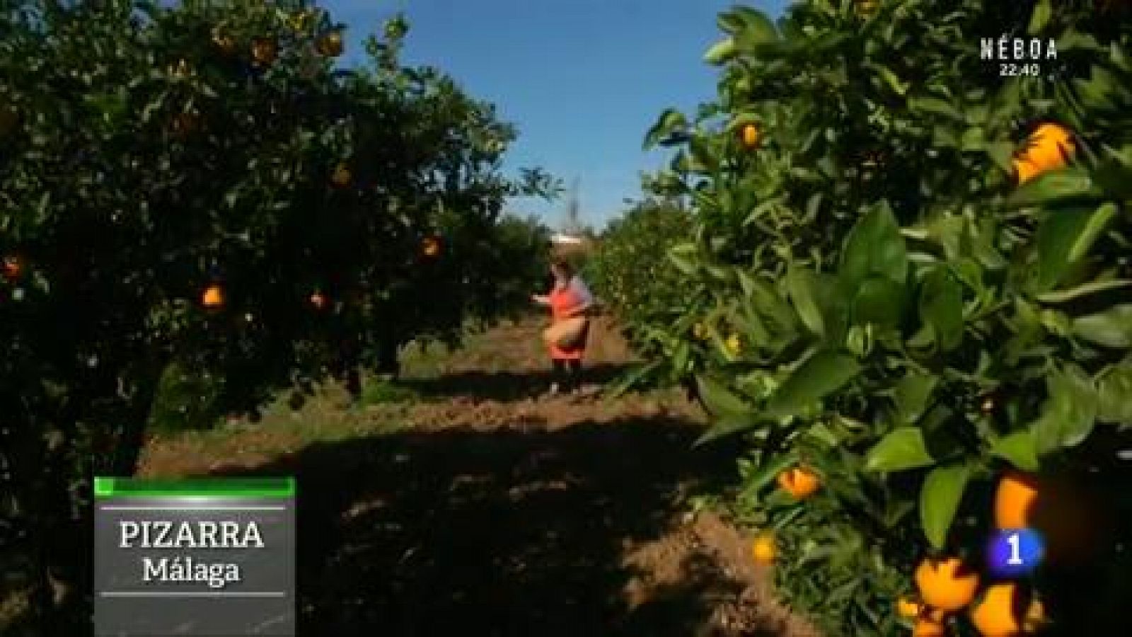 De la naranja se aprovecha TO-DO - Aquí la Tierra | Ver