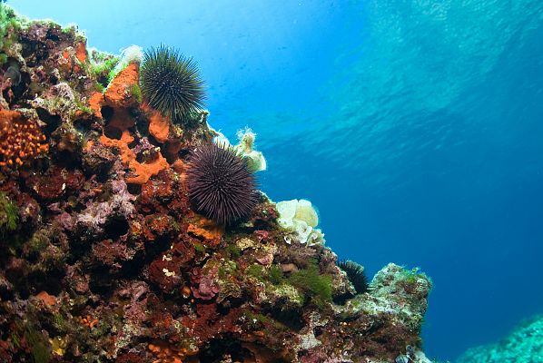 Todo sobre el erizo de mar, el caviar gallego