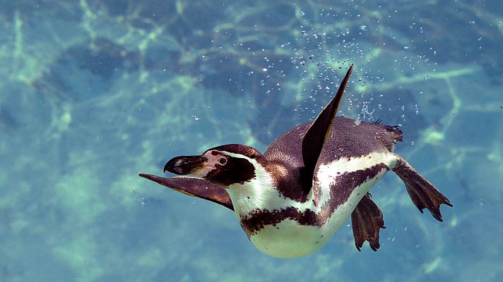 Dinastías: Pingüinos
