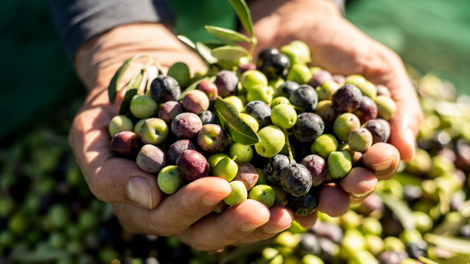 Aceitunas: ¿te atreves con ellas en la cocina? - RTVE.es