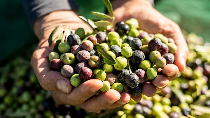 Aceitunas: ¿te atreves con ellas en la cocina?