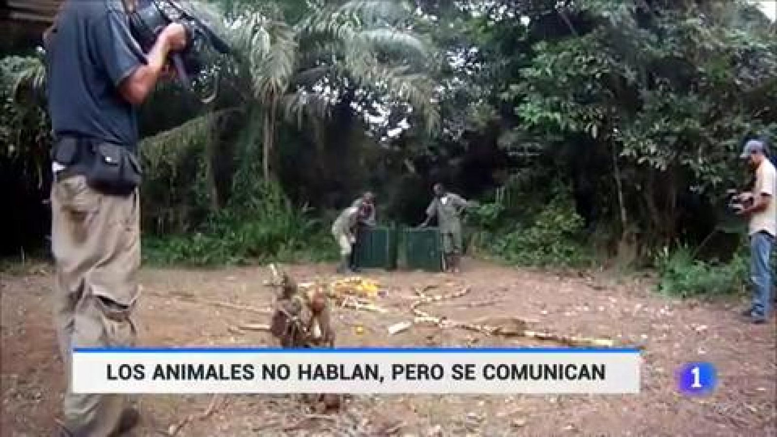 Sin programa: Una vida dedicada a comunicarse con los chimpances | RTVE Play