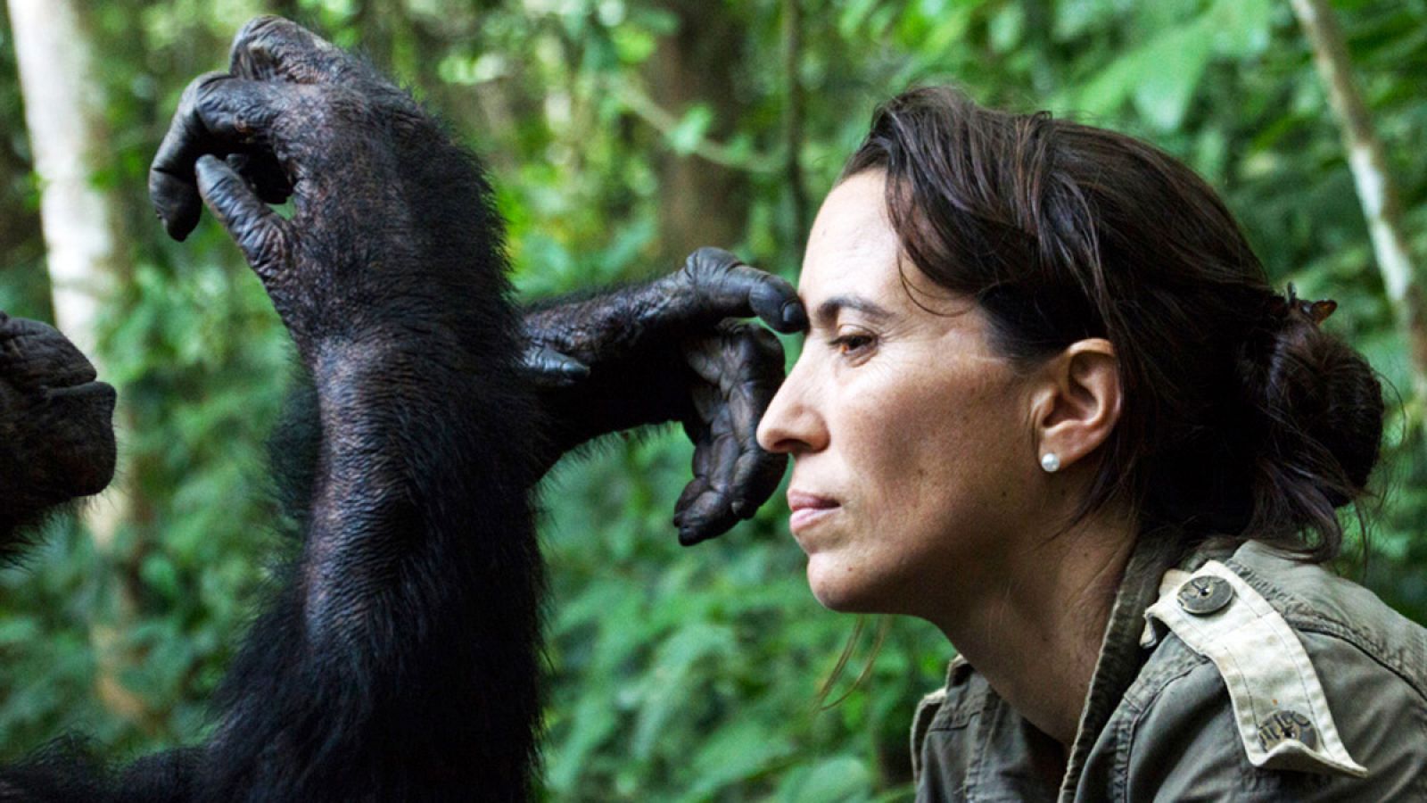 Una vida dedicada a comunicarse con los chimpances | Ver