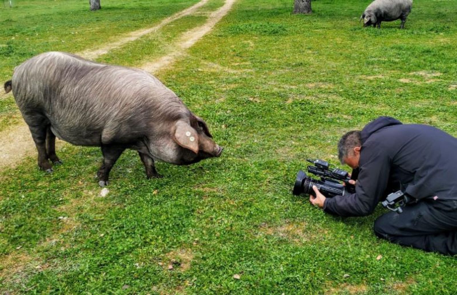 Aquí la Tierra: El gran cerdo ibérico torbiscal  | RTVE Play