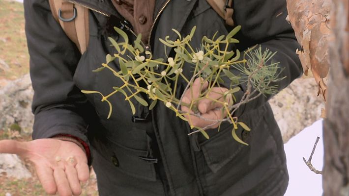 Aquí la Tierra - Cómo hacer una pomada de muérdago contra el frío