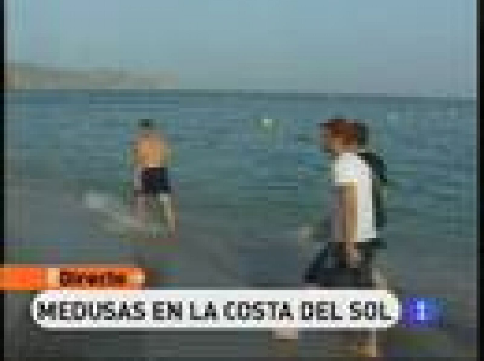 Los cálidos vientos del Levante y las elevadas temperaturas de estos días han llevado hasta la Costa del Sol a esas incómodas invitadas de todos los veranos: las medusas. Lo mejor para protegerse, una red, un cubo... y a cazar.  