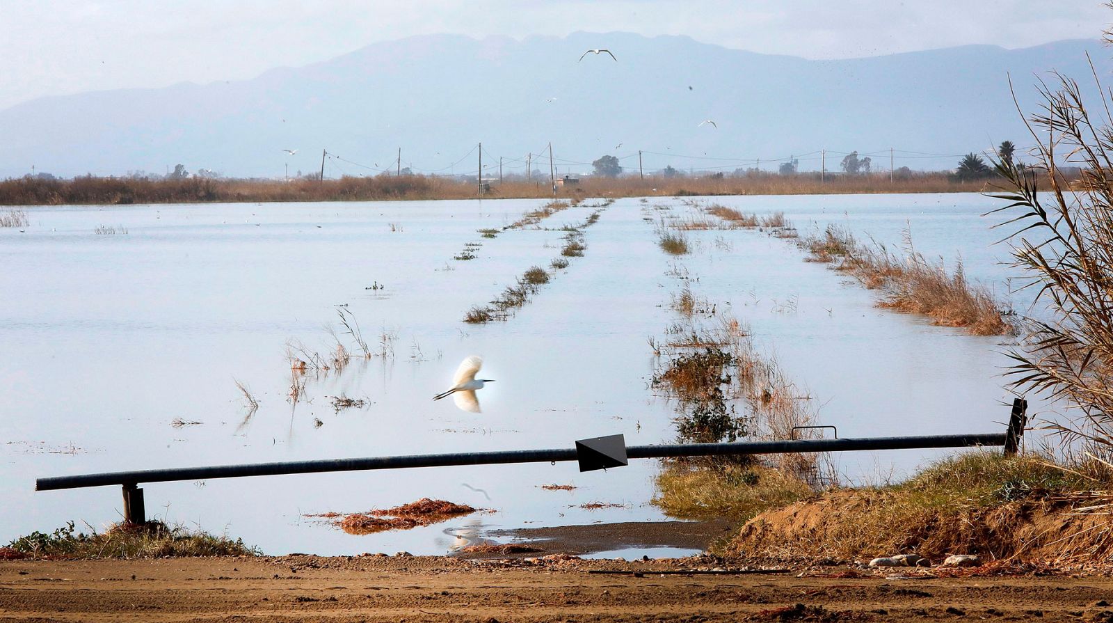 Agricultores evalúan los daños de la borrasca 'Gloria' en el delta del Ebro