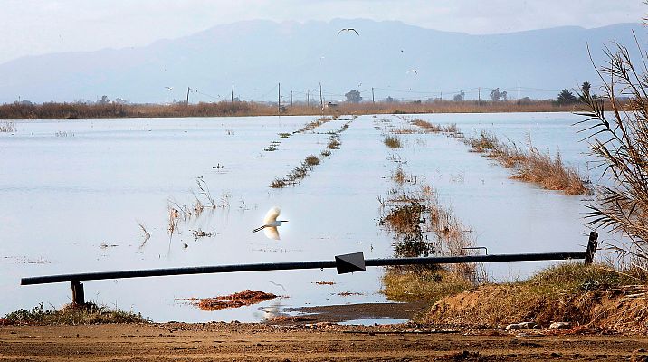 Daños en la agricultura del delta del Ebro