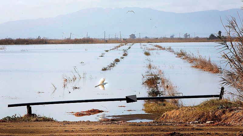 Daños en la agricultura del delta del Ebro