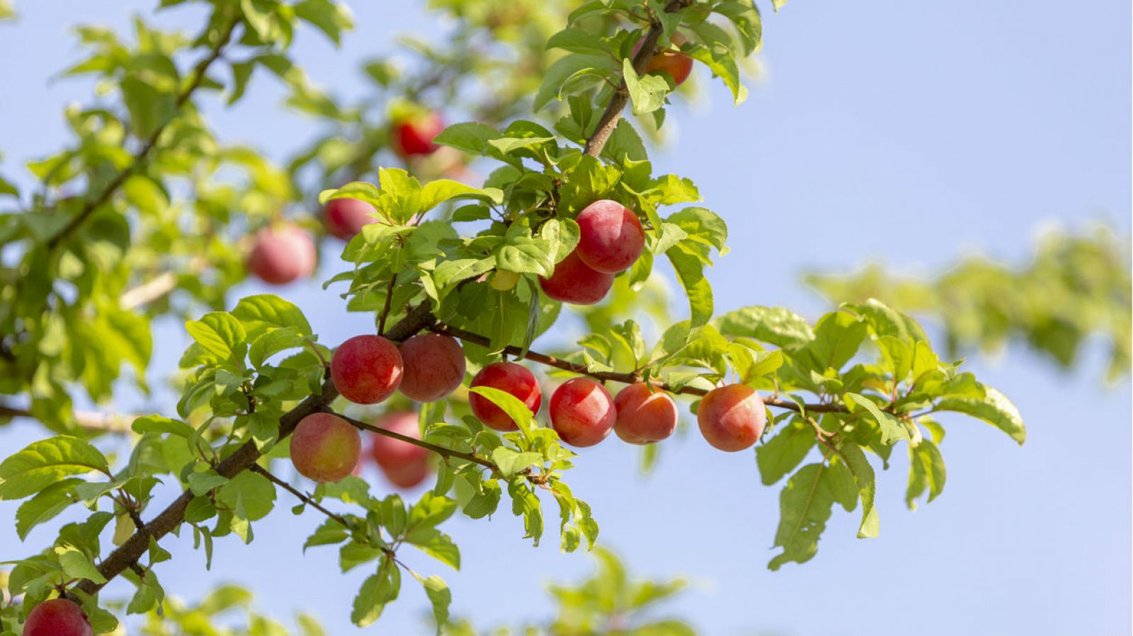 Un joven pretende implantar árboles con 40 tipos de frutas diferentes en huertos urbanos - RTVE.es