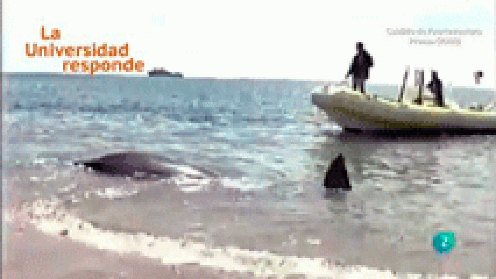 La aventura del Saber: ¿Cómo ayuda la investigación a la salud de los cetáceos? | RTVE Play