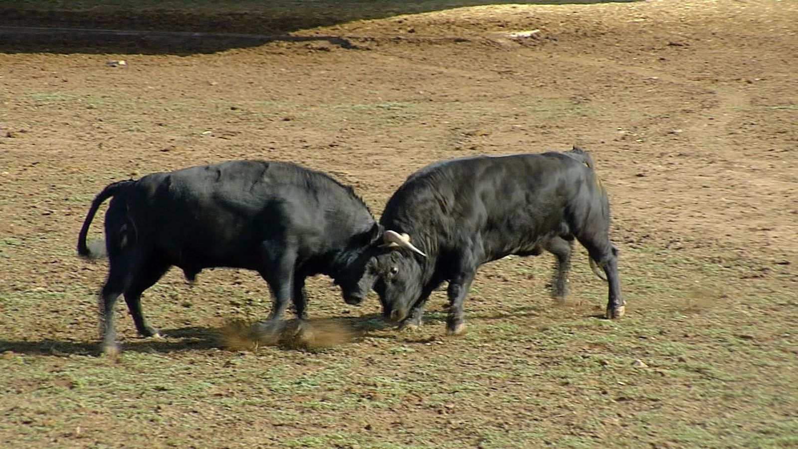 Tendido cero - 01/02/20 - RTVE.es