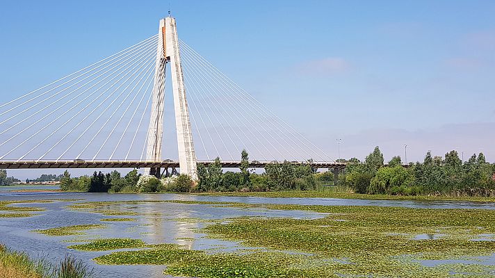 El Guadiana a su paso por Badajoz está alfombrado por el nenúfar mexicano, una planta invasora