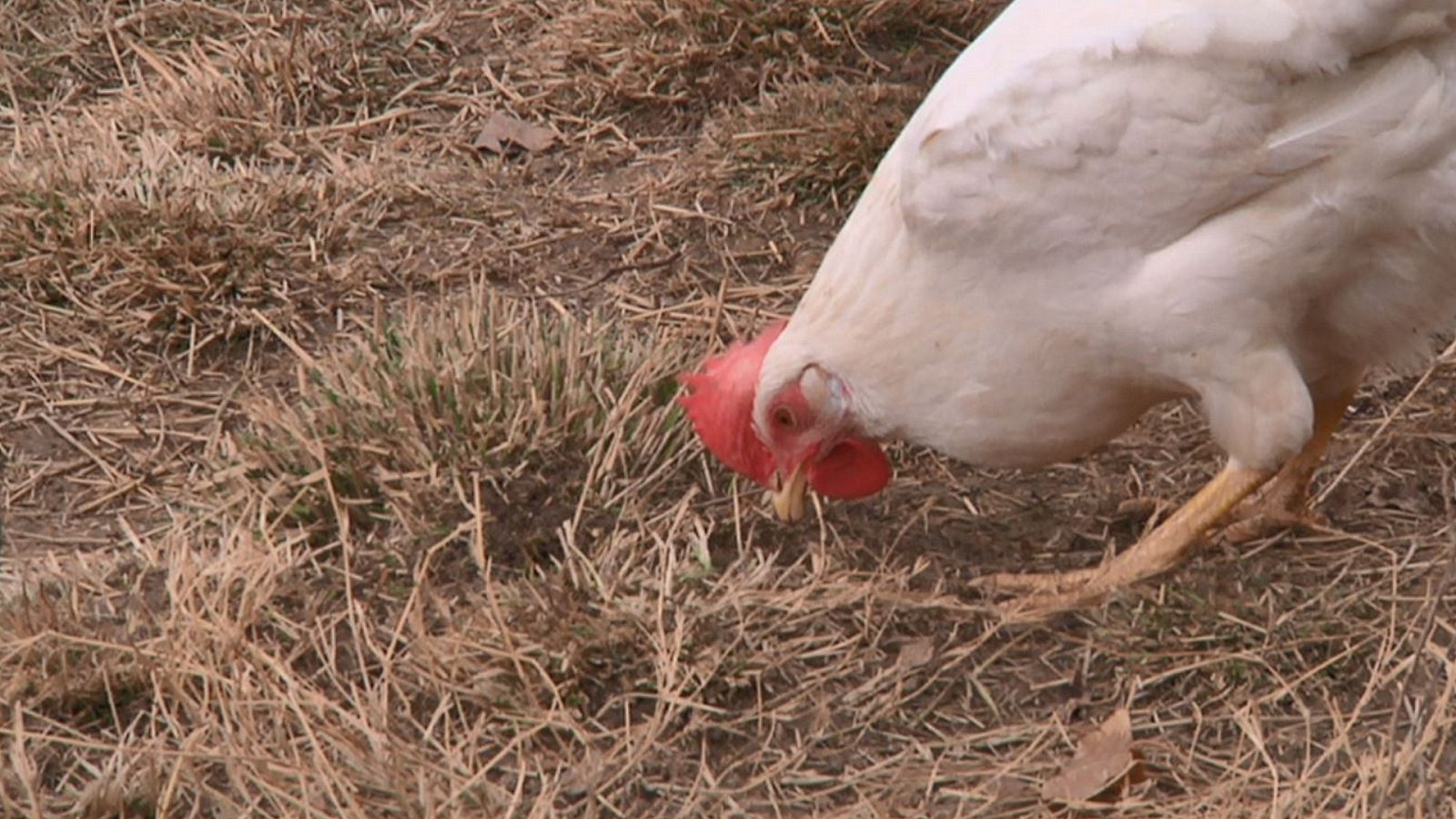 Aquí la Tierra - 04/02/20 - ver ahora