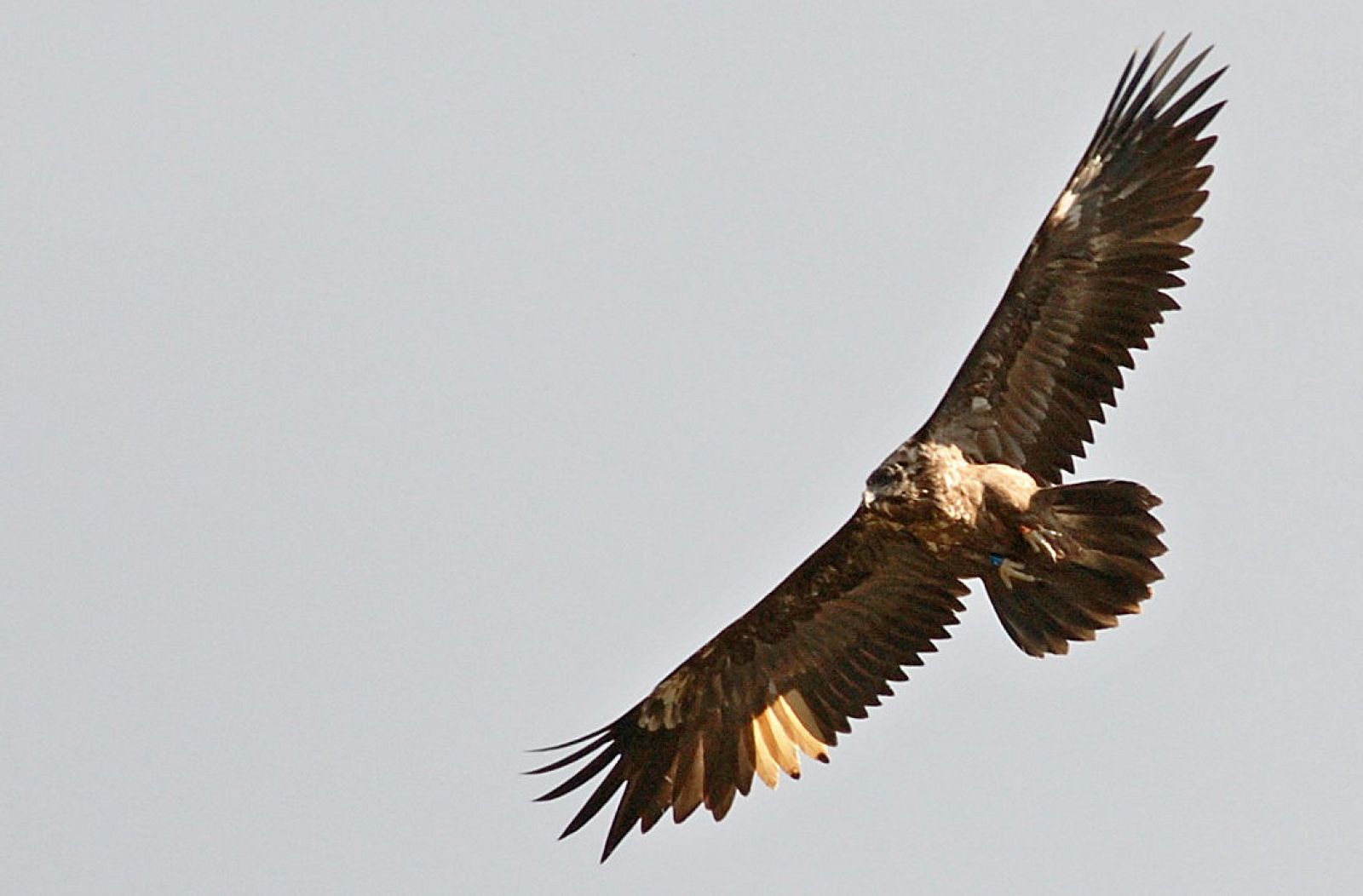 El quebrantahuesos, una de las mayores aves y de las más amenazadas en el Pirineo, suma ahora otro enemigo por el cambio climático. Cada vez más ejemplares de esta rapaz aparecen muertos por la picadura del mosquito que contagia la malaria aviar.