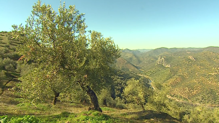 El sector olivarero entre los más castigados del campo