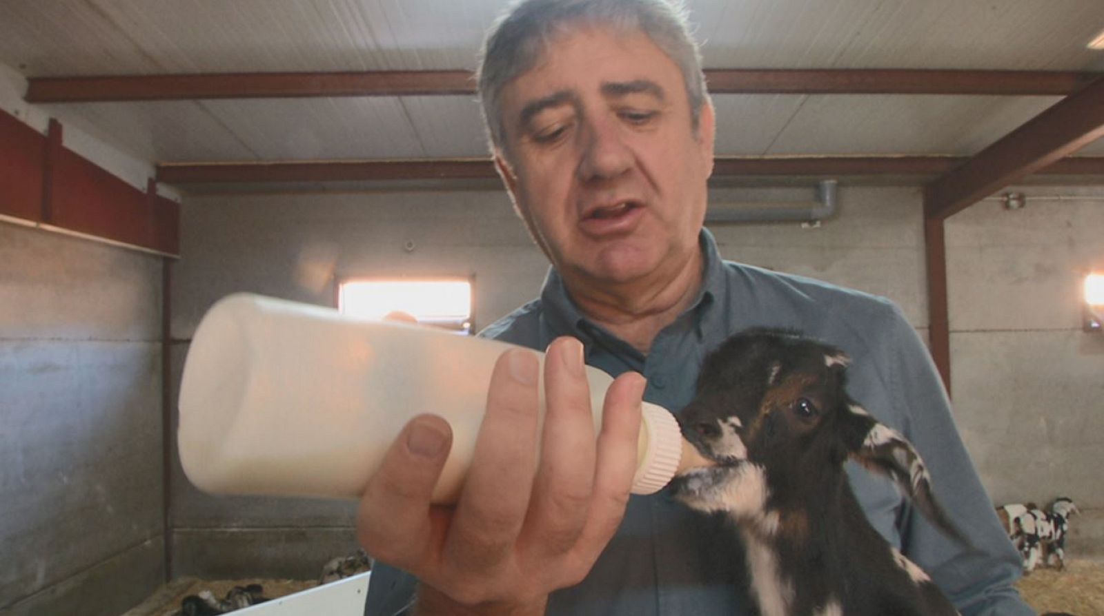 España Directo - El queso de las ovejas majoreras