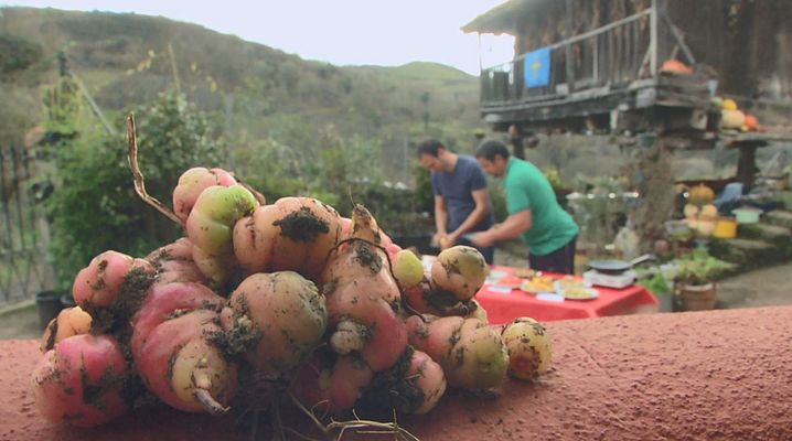 Aquí la Tierra - Los tubércolores: tubérculos de todos los colores