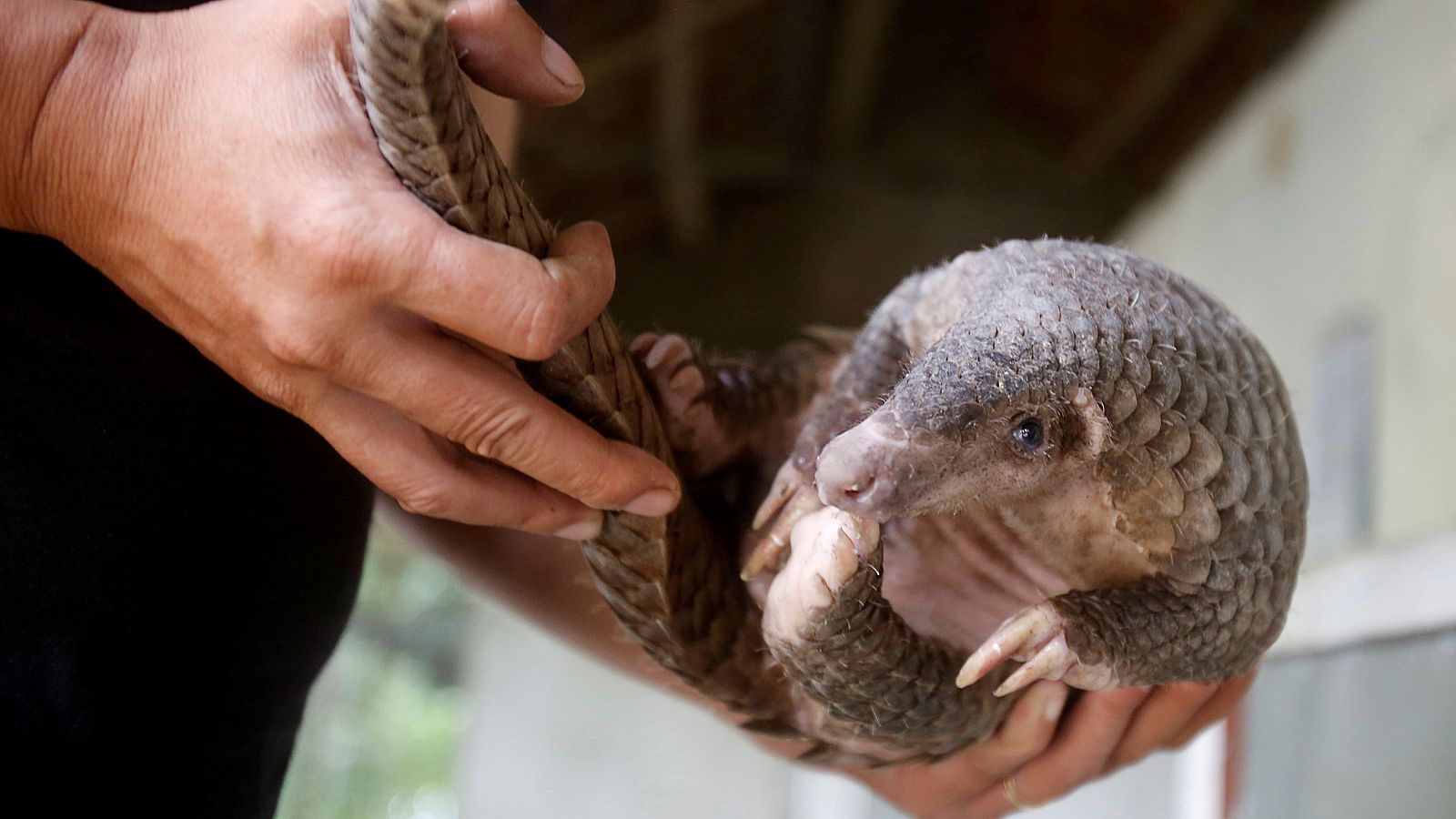 El pangolín, posible transmisor del coronavirus 