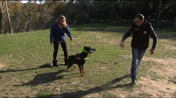 L'Informatiu - Gossos per protegir dones maltract