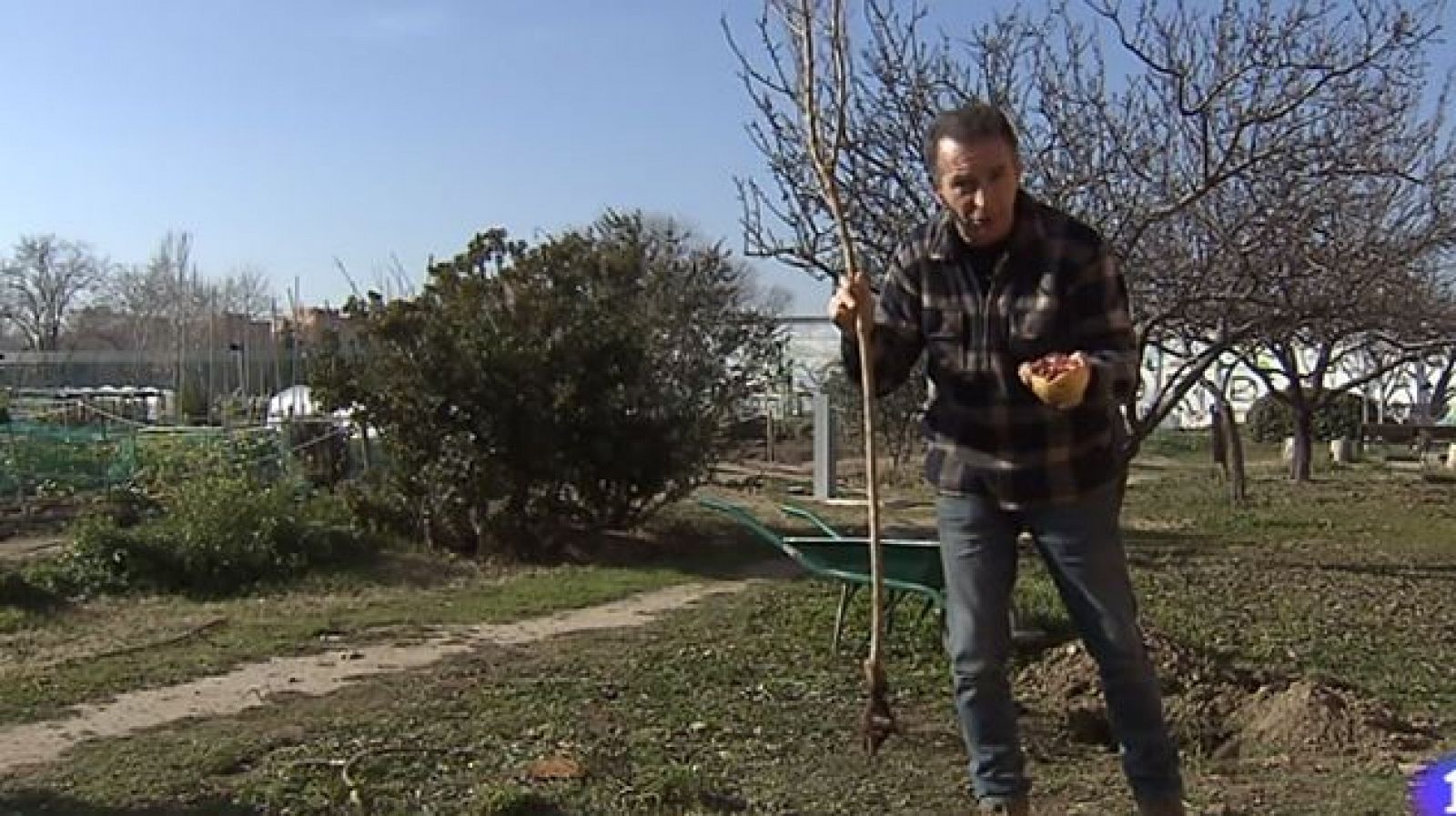 Descubre cómo plantar un árbol frutal l RTVE.es