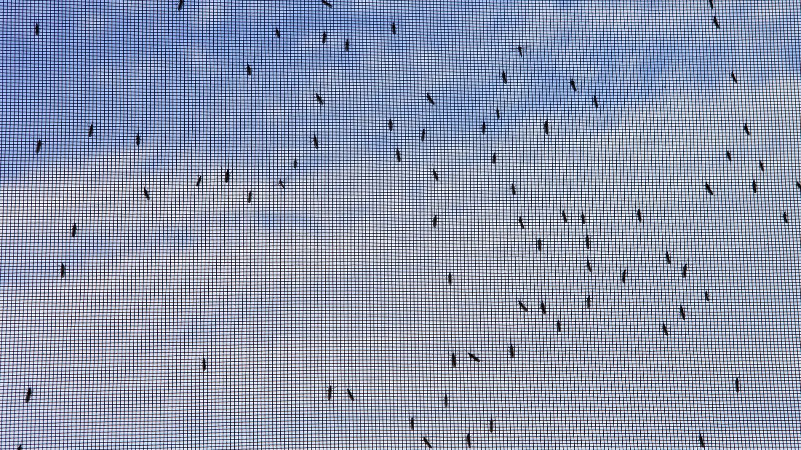 Para combatir el dengue, en Colombia, se organizan campañas de información a los ciudadanos