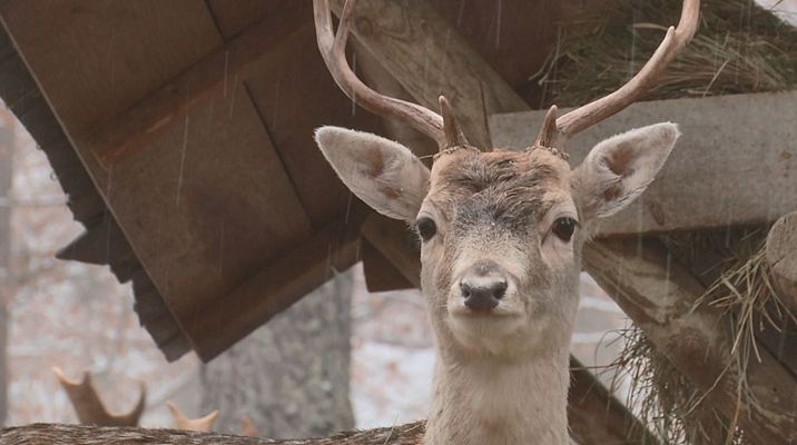 Qué ver en el Parque faunístico de los Pirineos