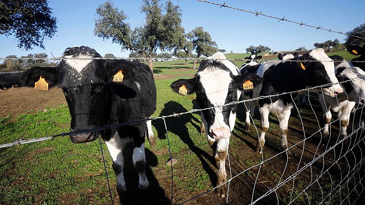 Los ganaderos valoran las cooperativas para mejorar sector