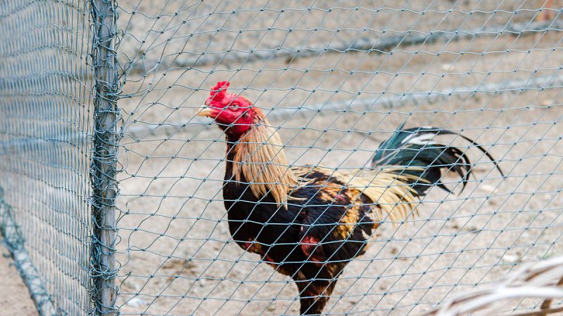 La Policía interviene en una pelea de gallos con 200 participantes en Cádiz