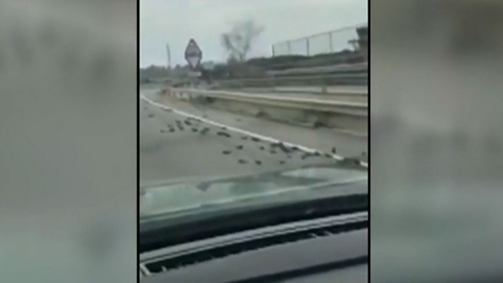 Agentes rurales investigan las causas por las que aparecieron decenas de pájaros muertos en Tarragona