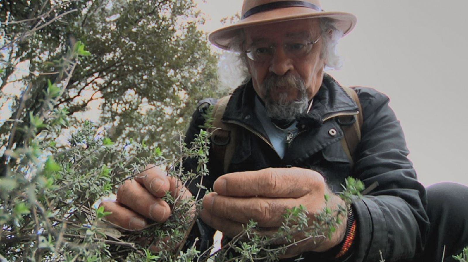 Juan Plantas y los efectos del tomillo