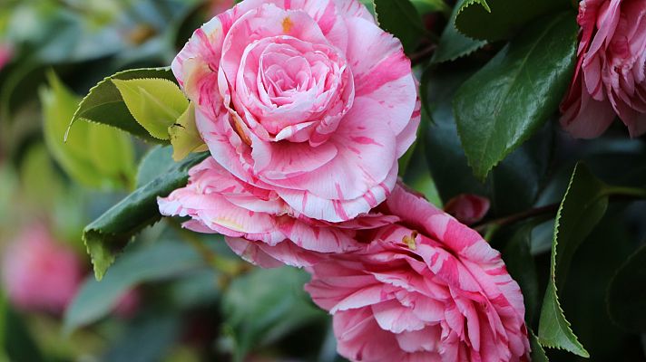 España Directo - La Ruta de las Camelias