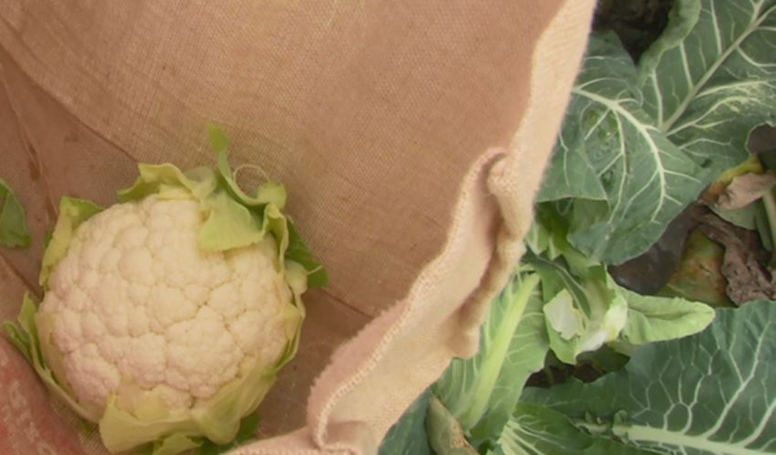 La coliflor perfecta está en este huerto recuperado