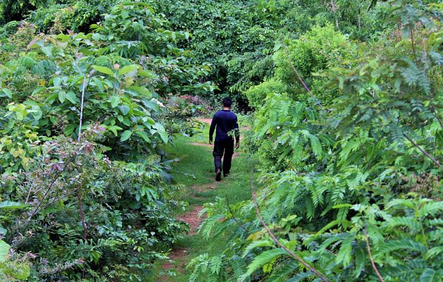 Crear mini bosques en zonas urbanas