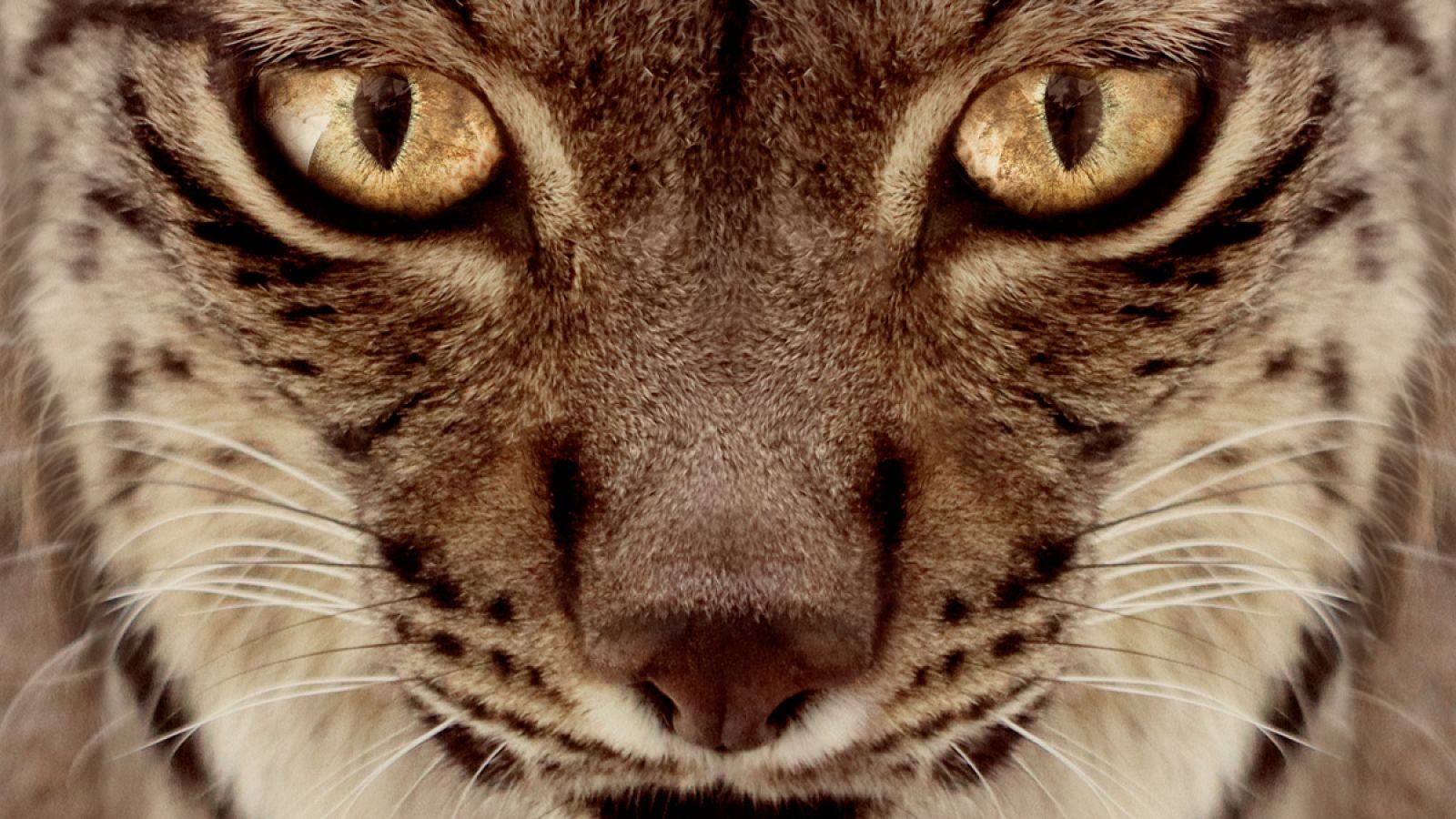 Tráiler de 'Dehesa, el bosque del lince ibérico' | Ver