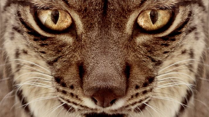 Cultura en Rtve.es - Tráiler de 'Dehesa, el bosque del lince ibérico'