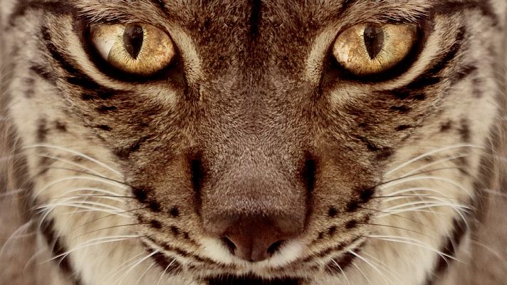 Cultura en Rtve.es - Tráiler de 'Dehesa, el bosque del lince ibérico'