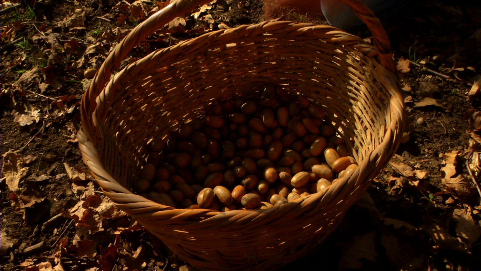 Nos vamos a recolectar Bellotas